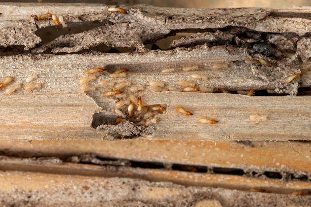 Spider Control Near Me in Omak, WA